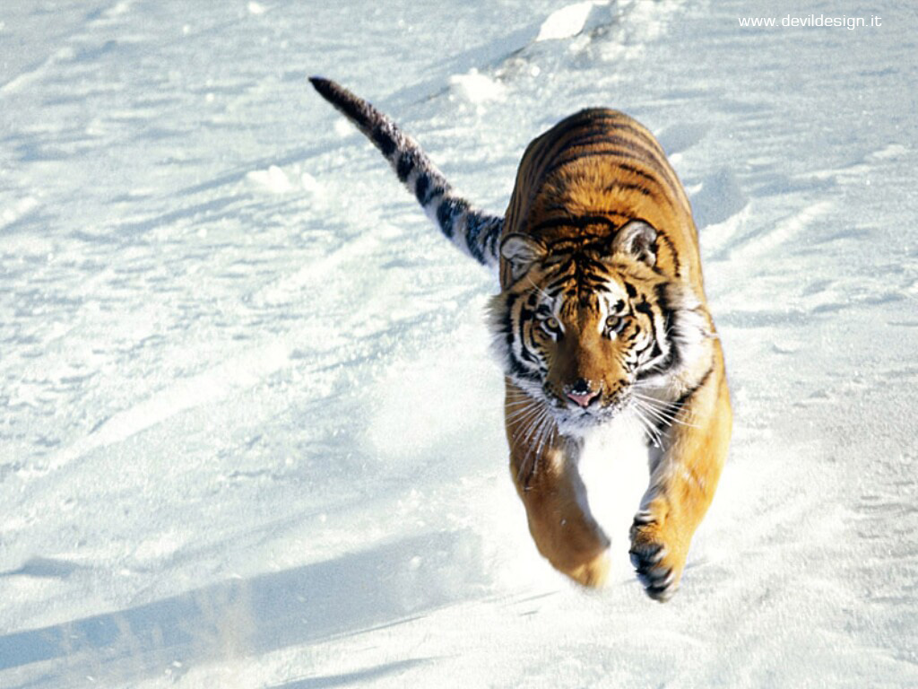 The Siege, Siberian Tiger copia